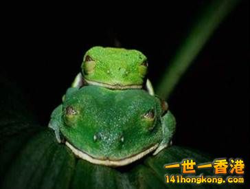 3 巴拿馬雨林的雨季正是紅眼樹蛙的交配季節.jpg