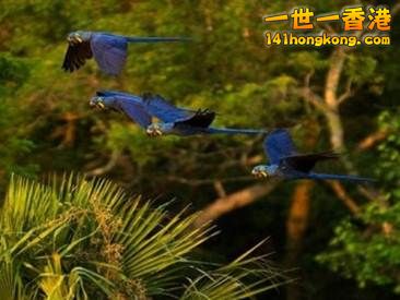 6 4只金剛鸚鵡從樹梢上飛過。拍攝於巴西Mato Grosso do Sul.jpg