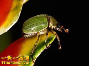 11 巴拿馬雨林中的條紋甲蟲.jpg