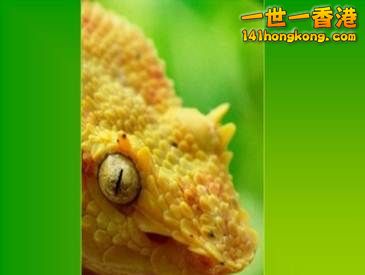 17 巴拿馬雨林中的金色睫毛蝰蛇.jpg