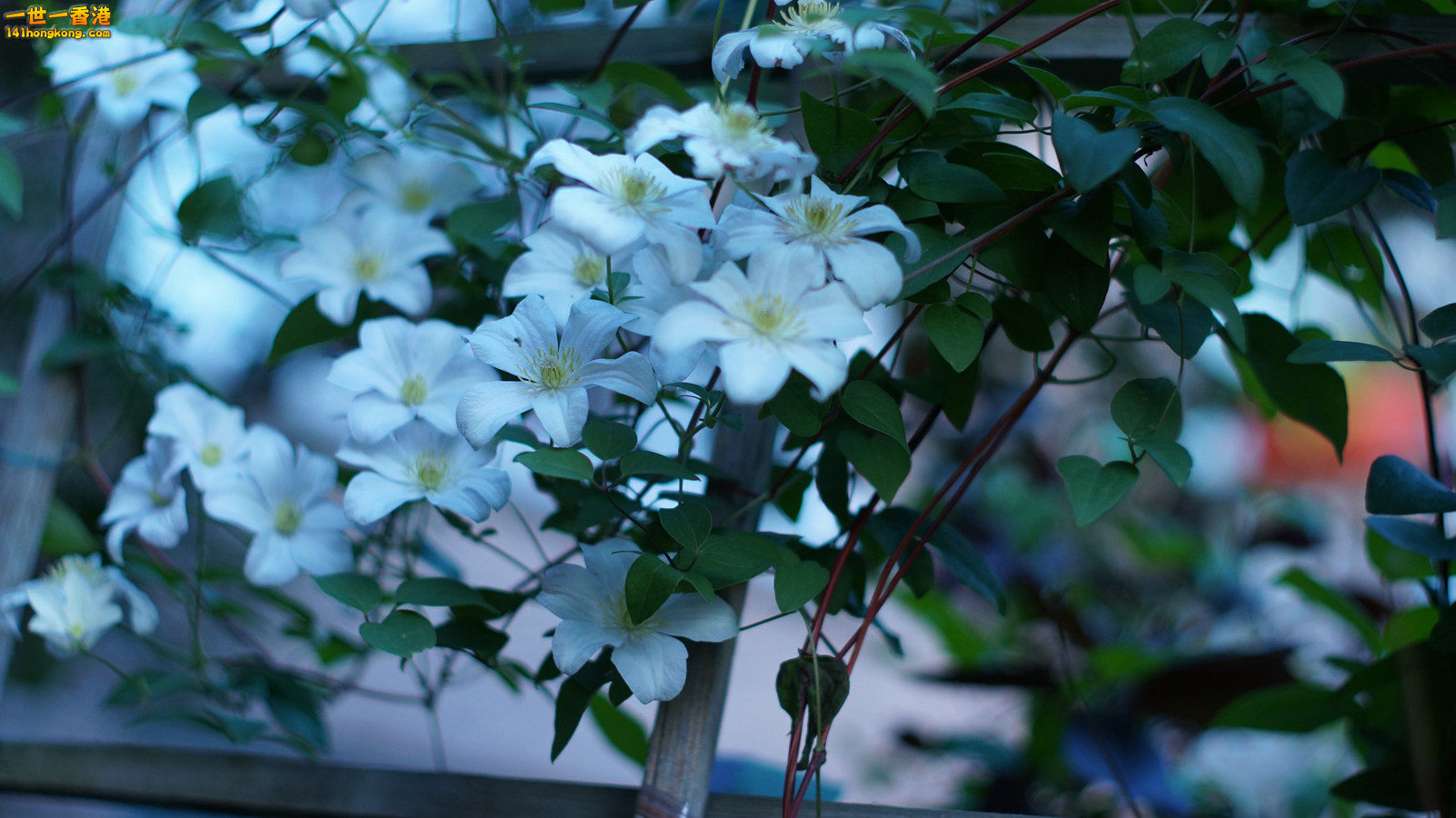 DSC04096_副本.jpg