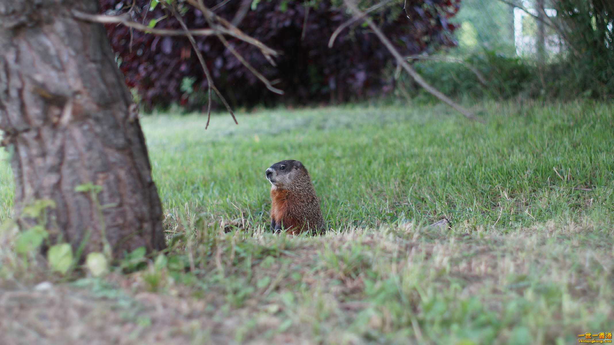 DSC04243_副本.jpg