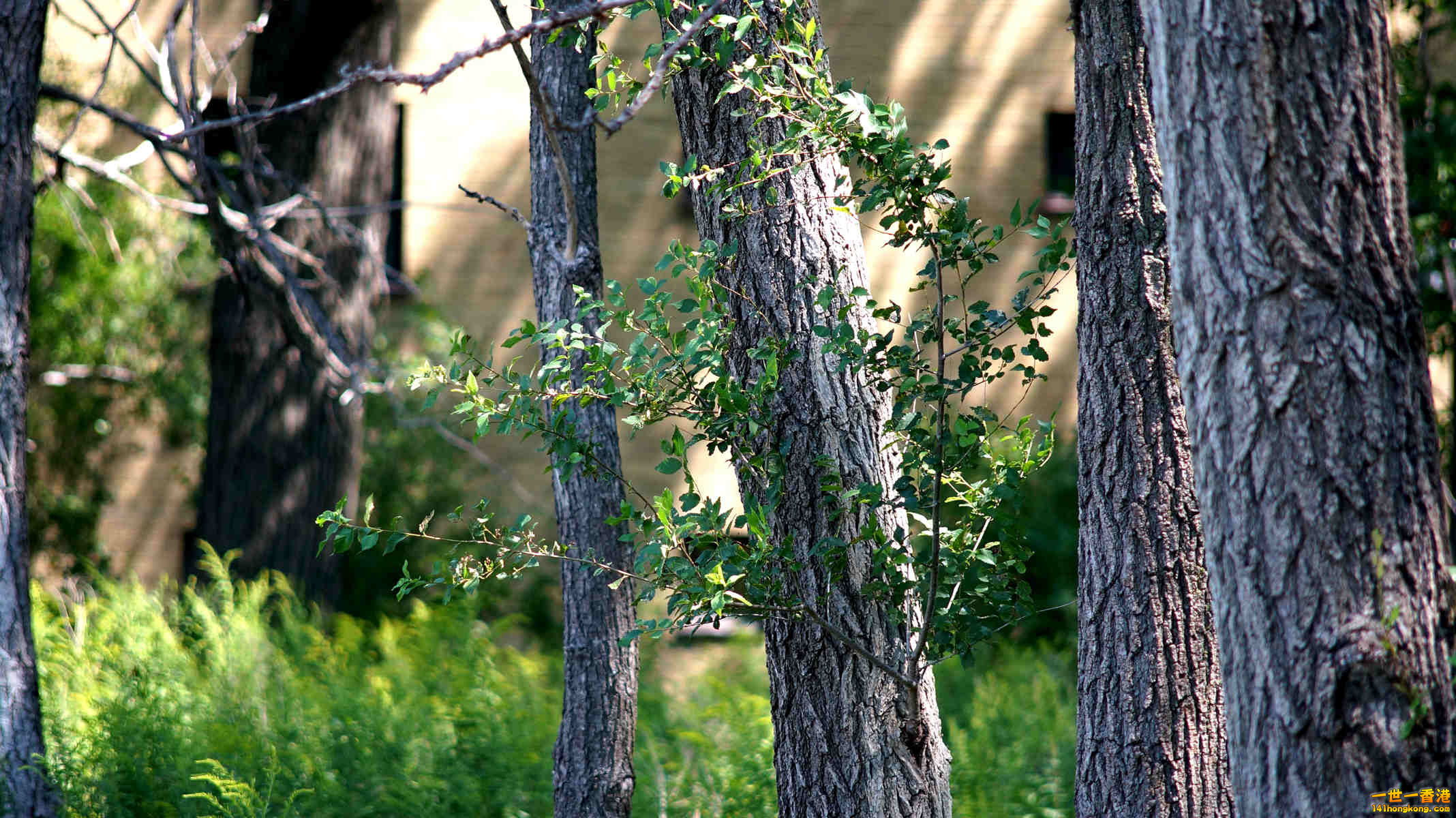 DSC04319_副本.jpg