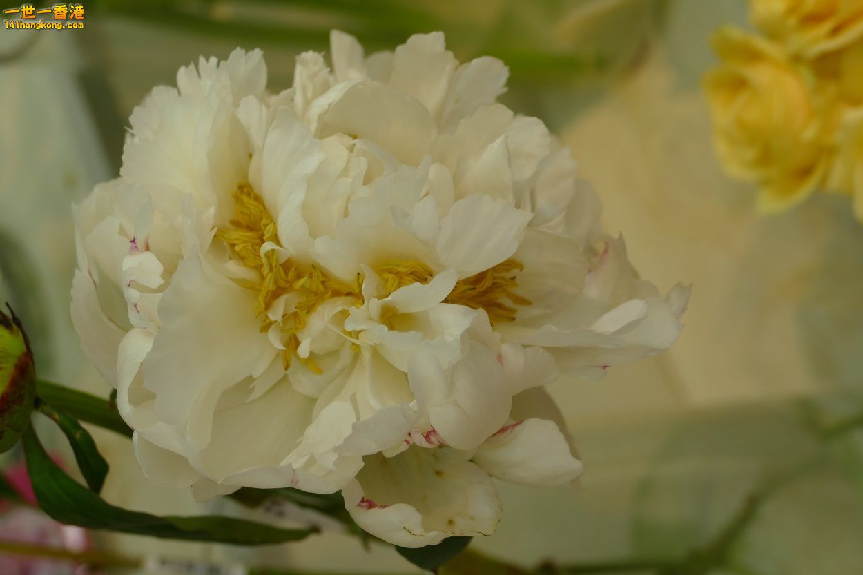 L1000228.JPG