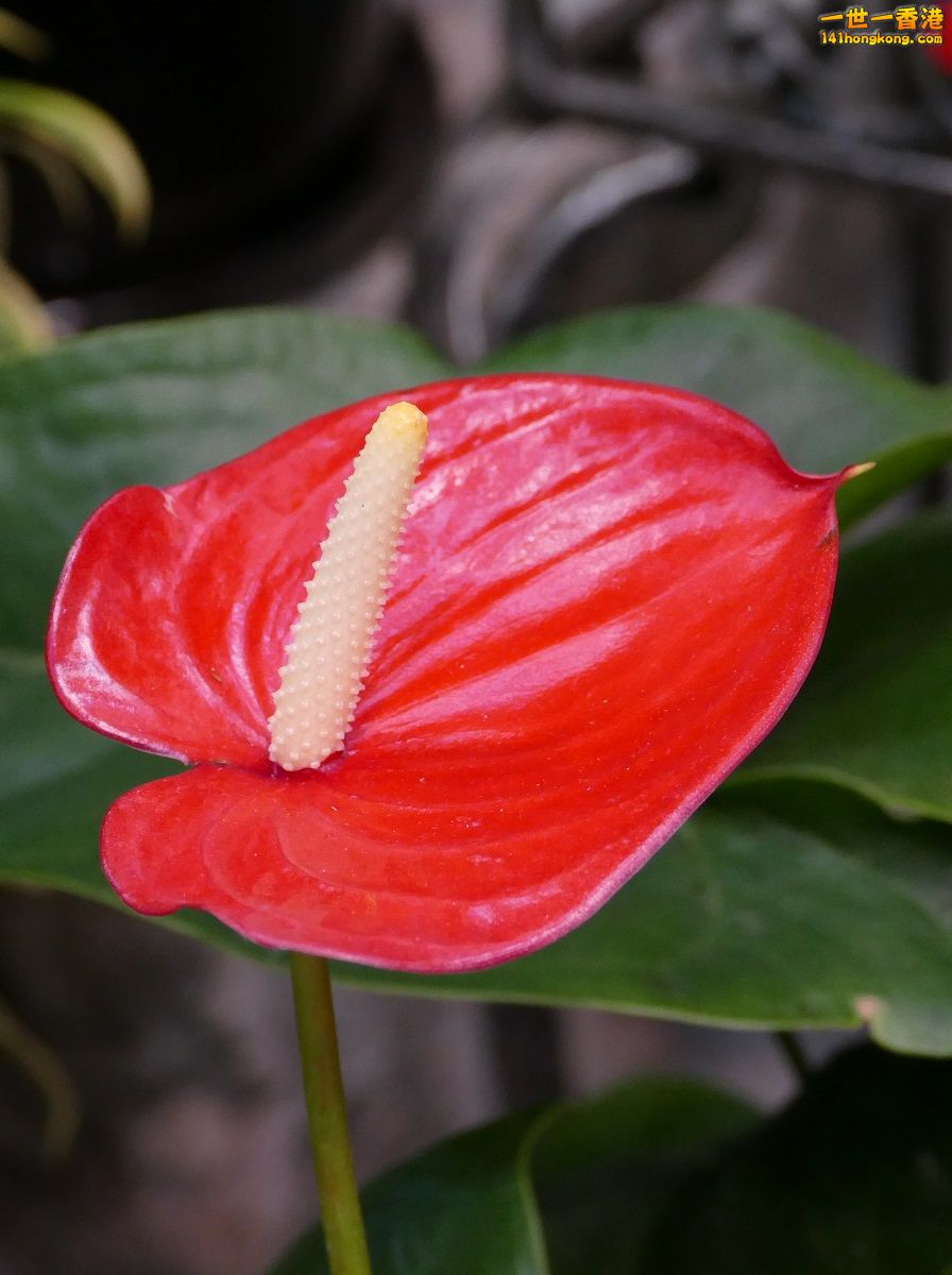 L1000236.JPG