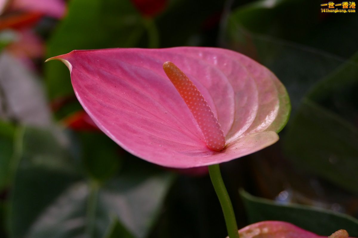 L1000240.JPG