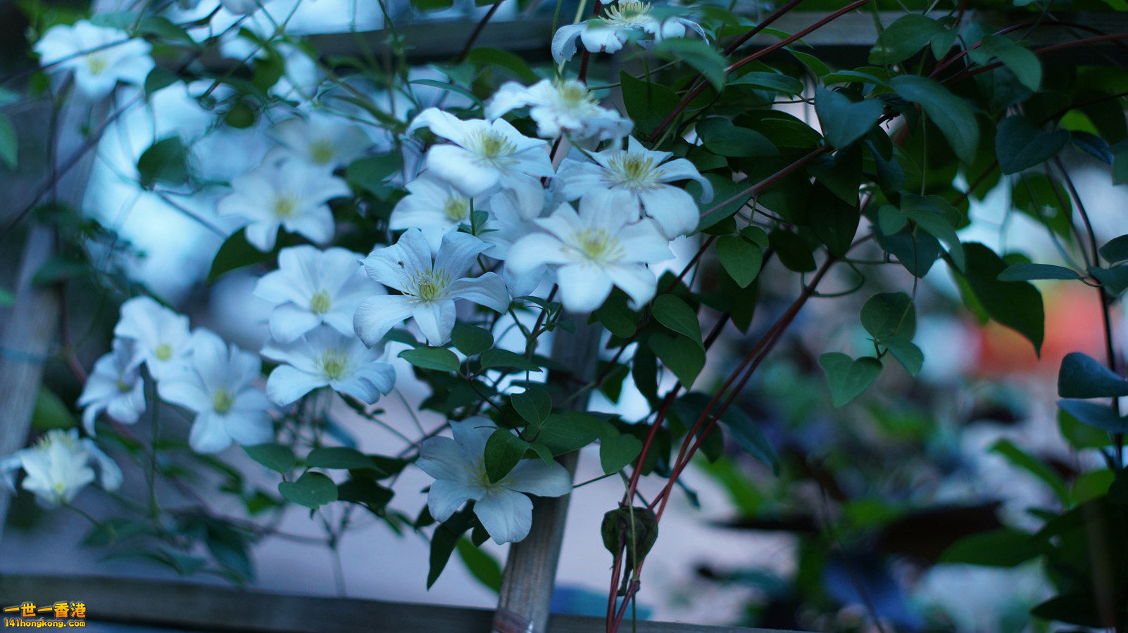 DSC04096_副本.jpg