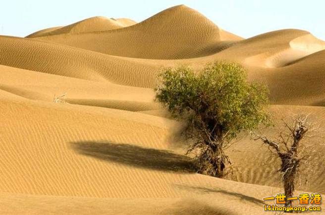 塔克拉瑪干沙漠.jpg