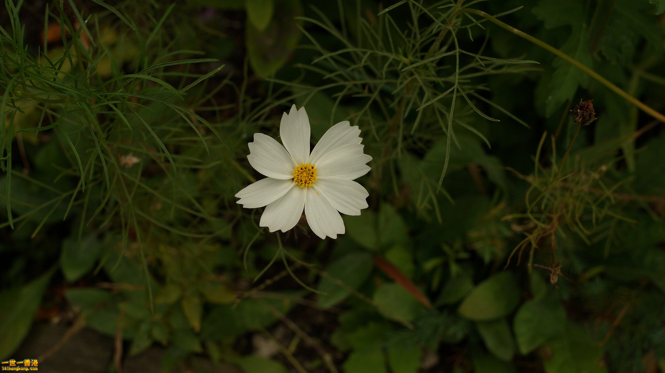 DSC05831_副本.jpg