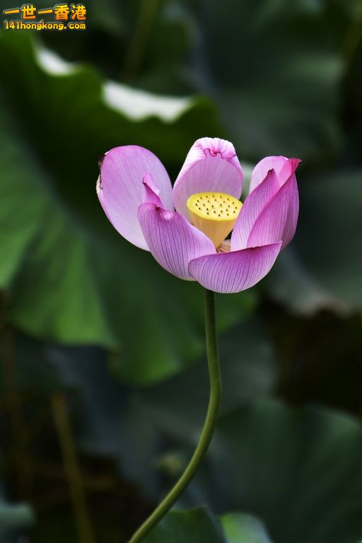YMWV8265.jpg