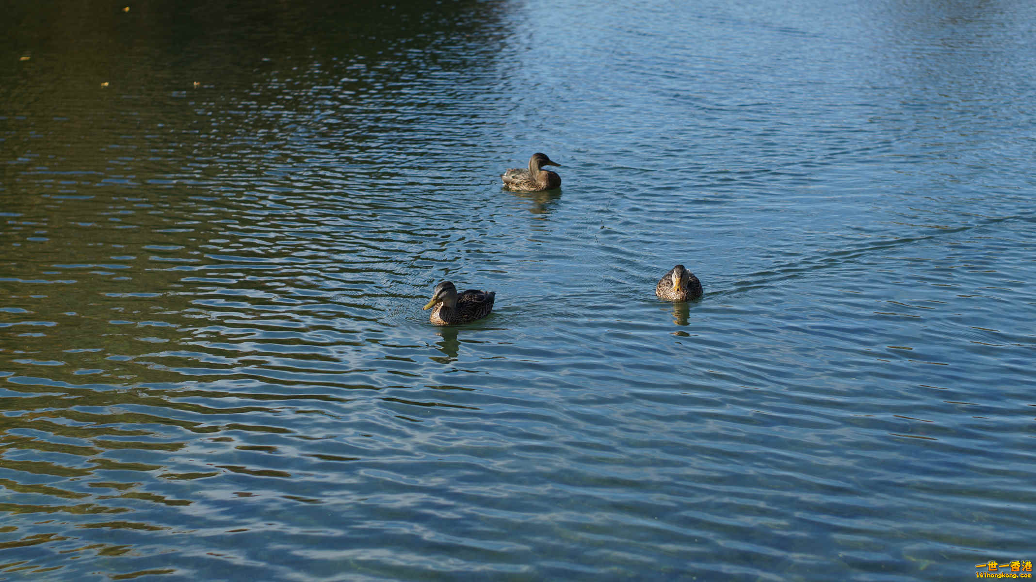 DSC07167_副本.jpg