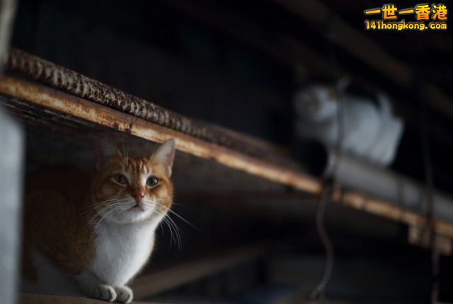 cat.jpg