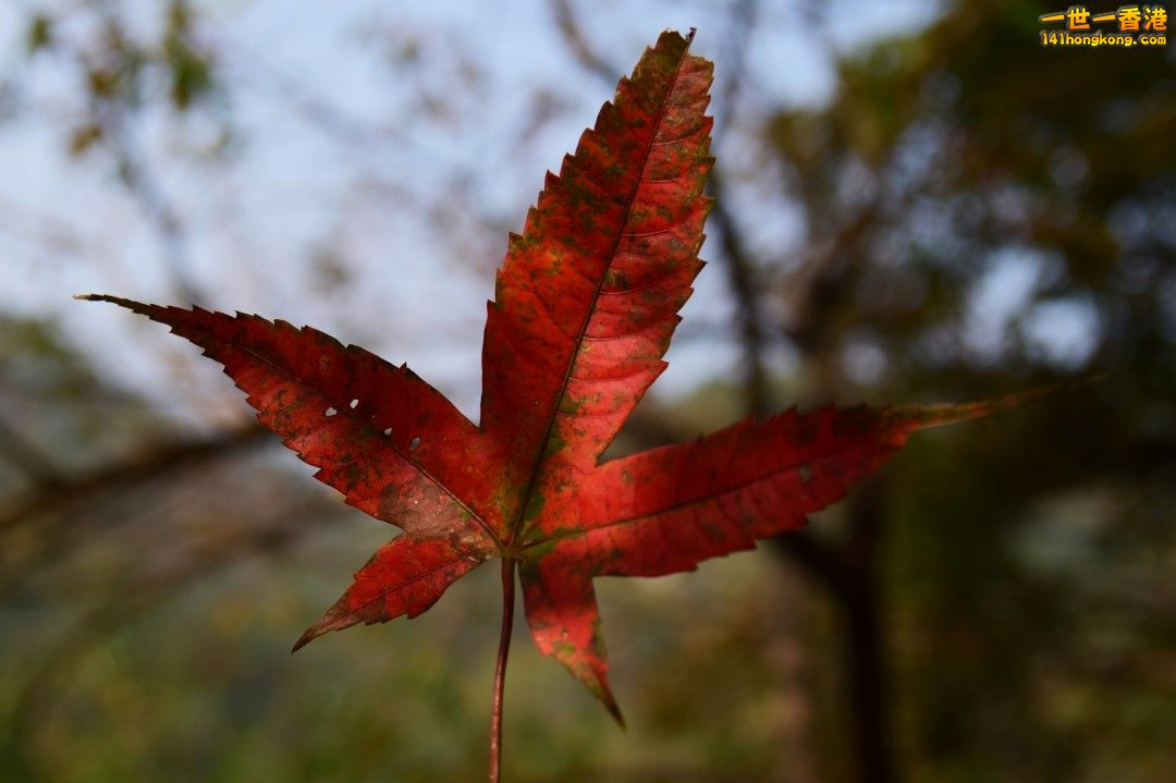 DSC_1197.jpg