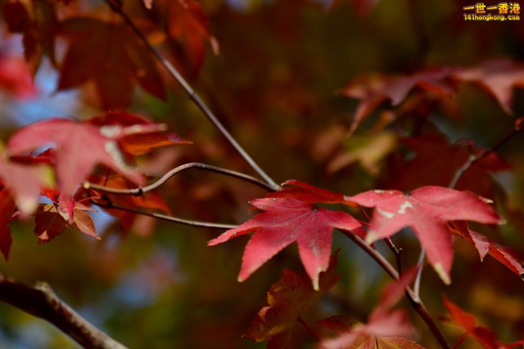 DSC_1219.jpg