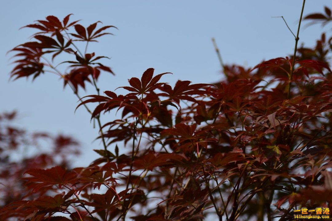 DSC_1391.jpg