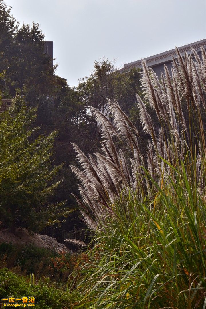 DSC_1215.jpg