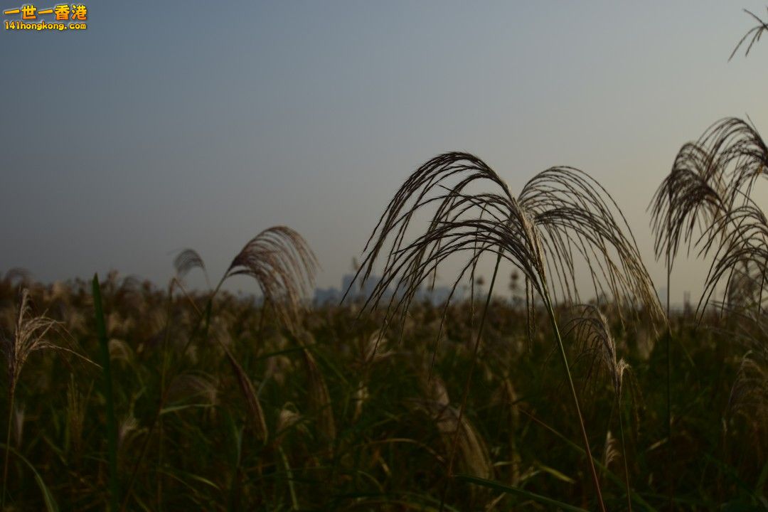 DSC_1253.jpg