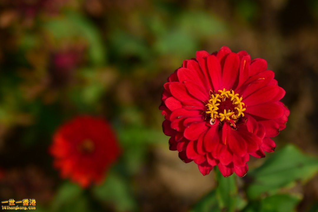 DSC_1351.jpg