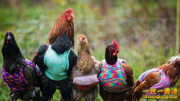 knits-tiny-chicken-jumpers-battery-hens-nicola-congdon-cornwall-2-600x337.jpg