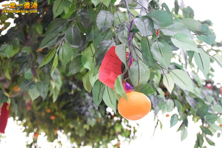 DSC_0309.JPG