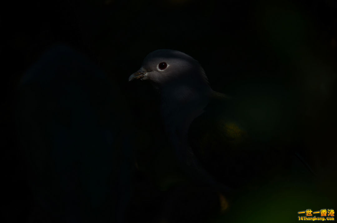 nEO_IMG_DSC_7043.jpg