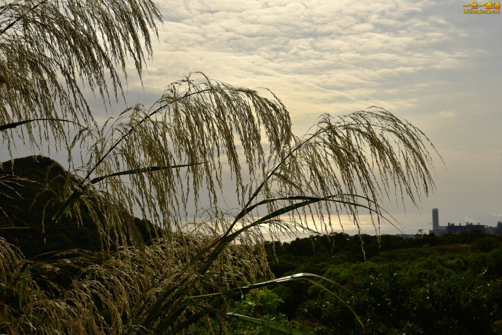 _DSC9733.jpg