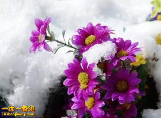 雪中情 (19).jpg