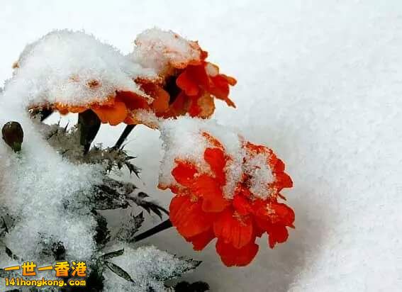 雪中情 (7).jpg