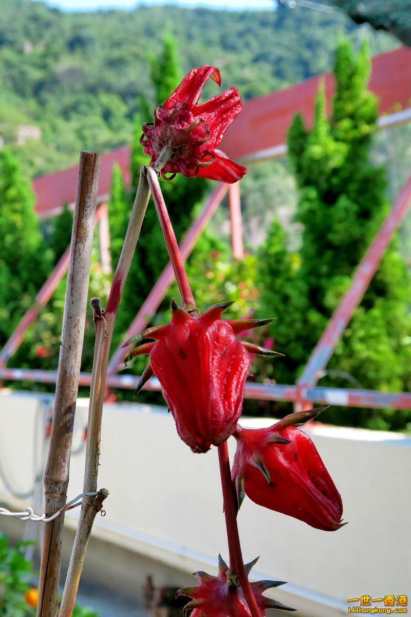 IMG_0244.1.jpg