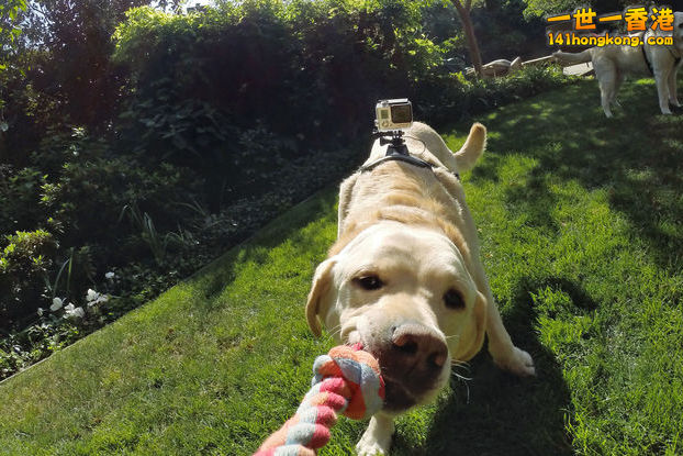 gopro-fetch-for-dog－03.jpg
