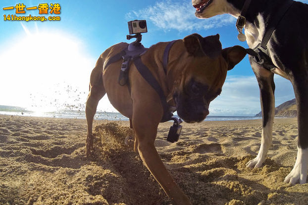 gopro-fetch-for-dog－04.jpg