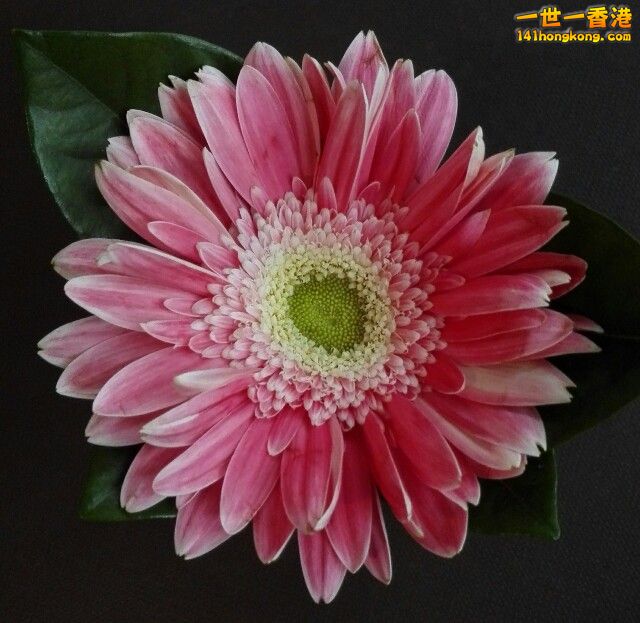 勛章菊