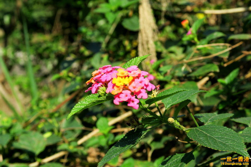 IMG_0205.1.jpg