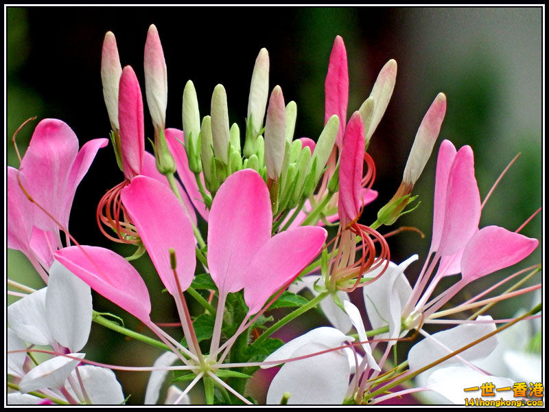 DSCF7270.jpg