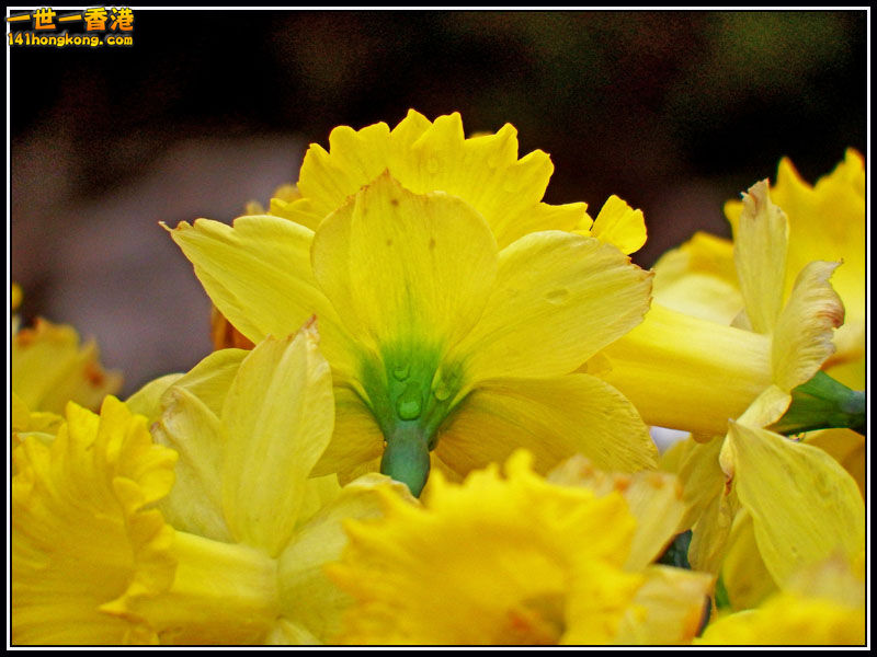 DSCF7279.jpg