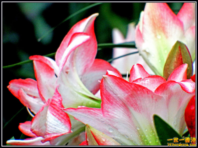 DSCF7283.jpg