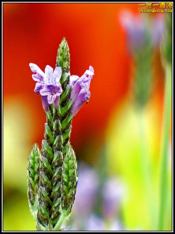 DSCF7291.jpg