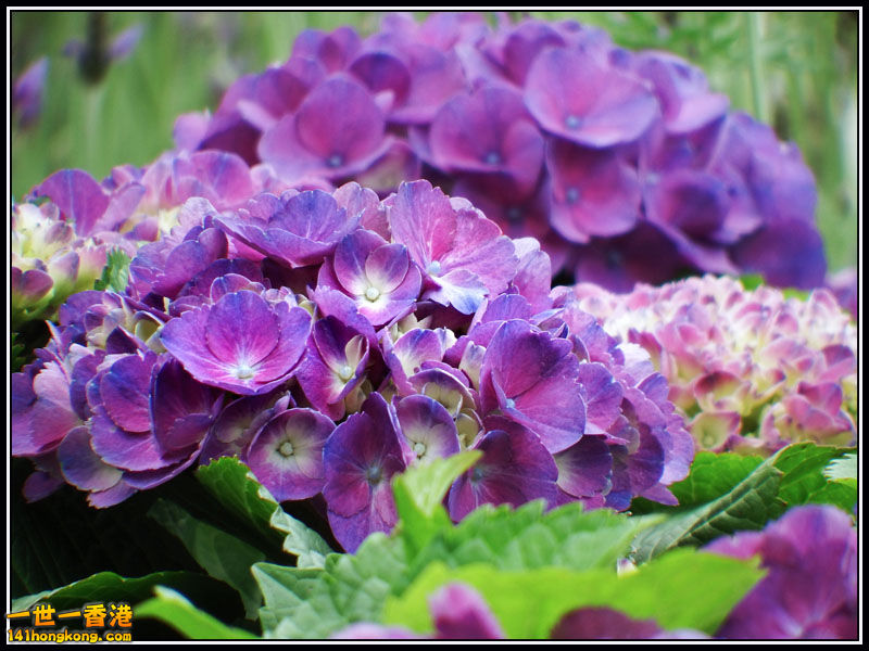 DSCF7343.jpg
