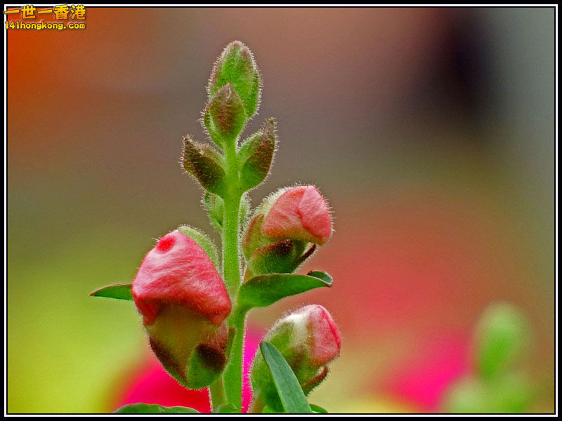 DSCF7388.jpg