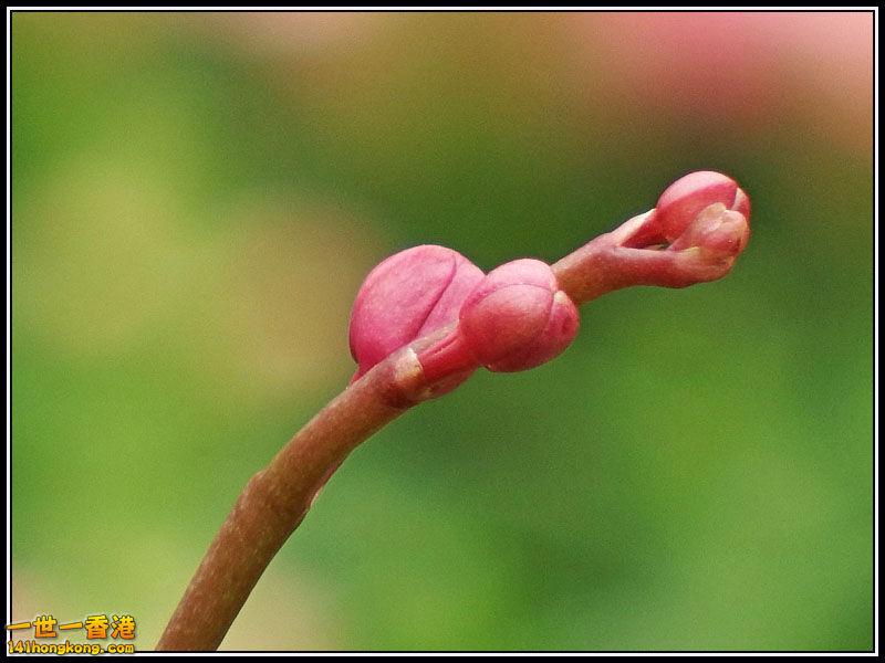 DSCF7461.jpg