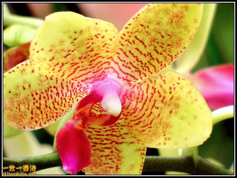 DSCF7467.jpg