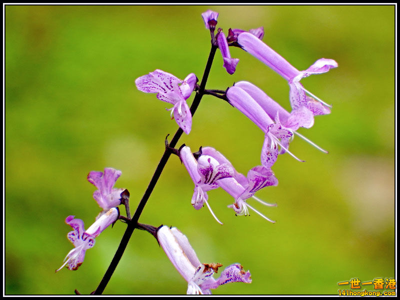 DSCF7504.jpg