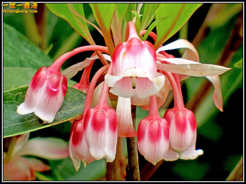 DSCF7507.jpg