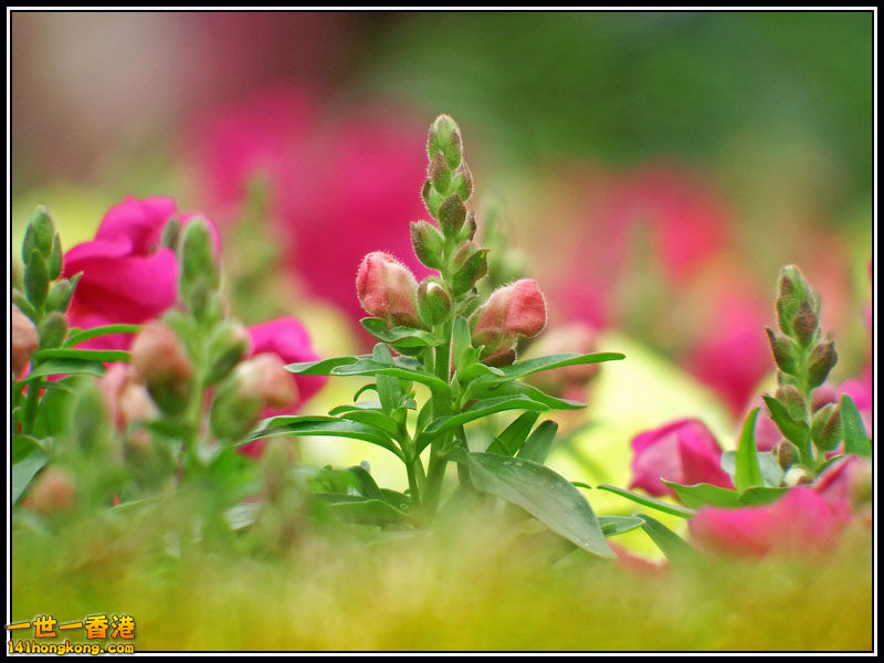 DSCF7578.jpg