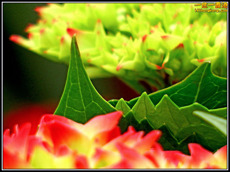 DSCF7610.jpg