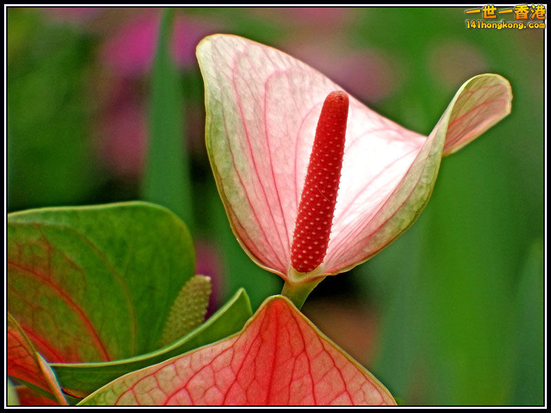 DSCF7635.jpg