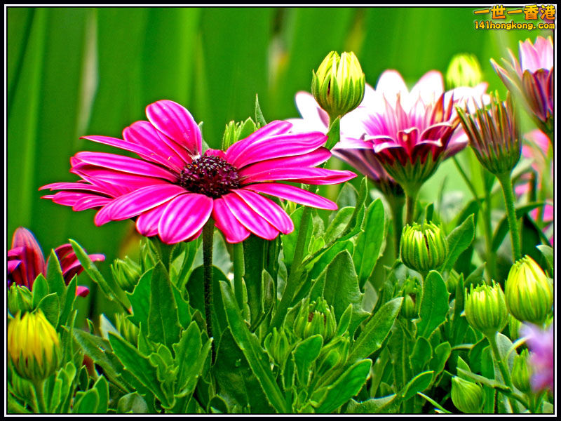 DSCF7645.jpg