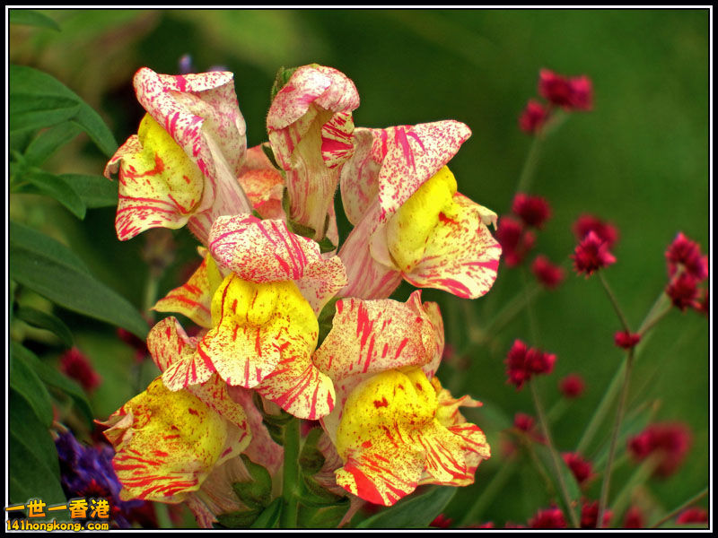 DSCF7695.jpg