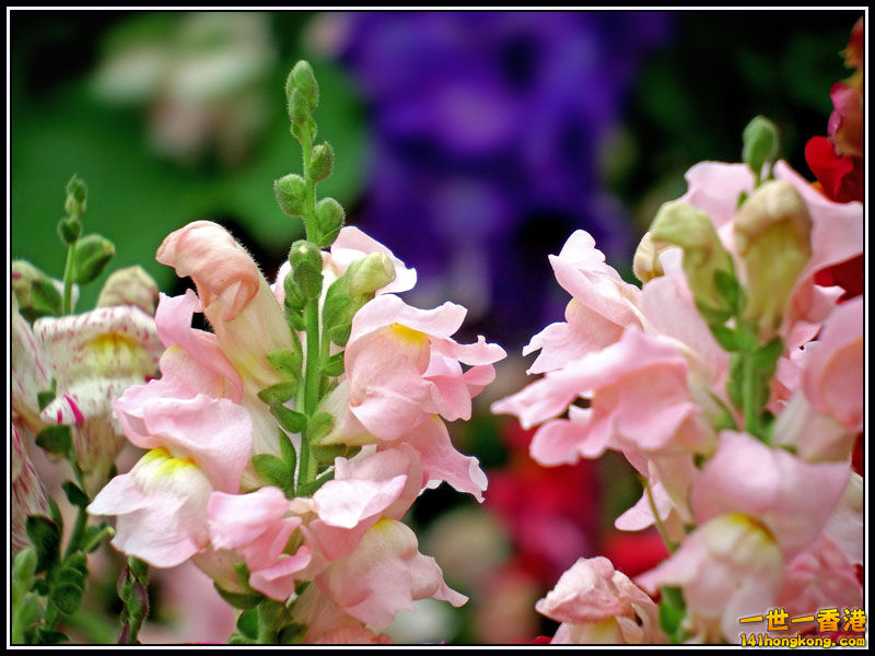 DSCF7702.jpg