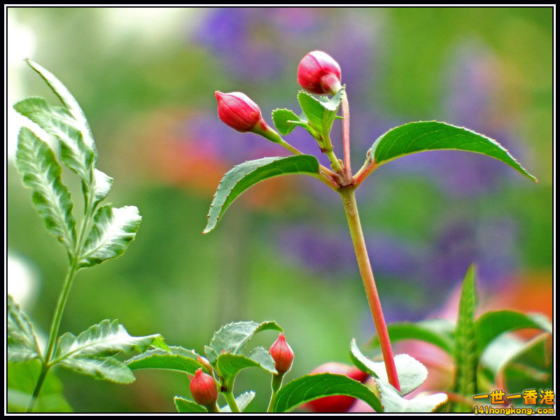 DSCF7710.jpg